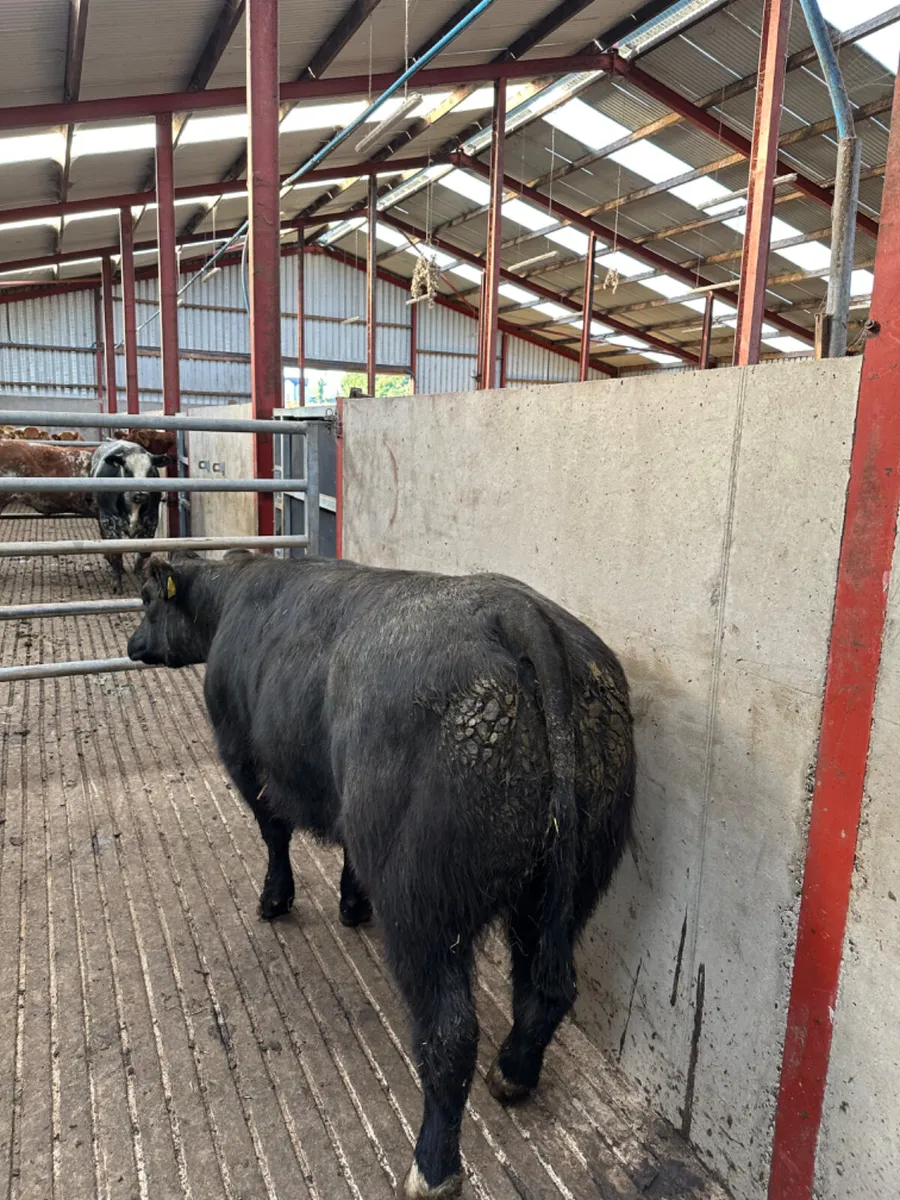 Blue grey show heifer - Image 4