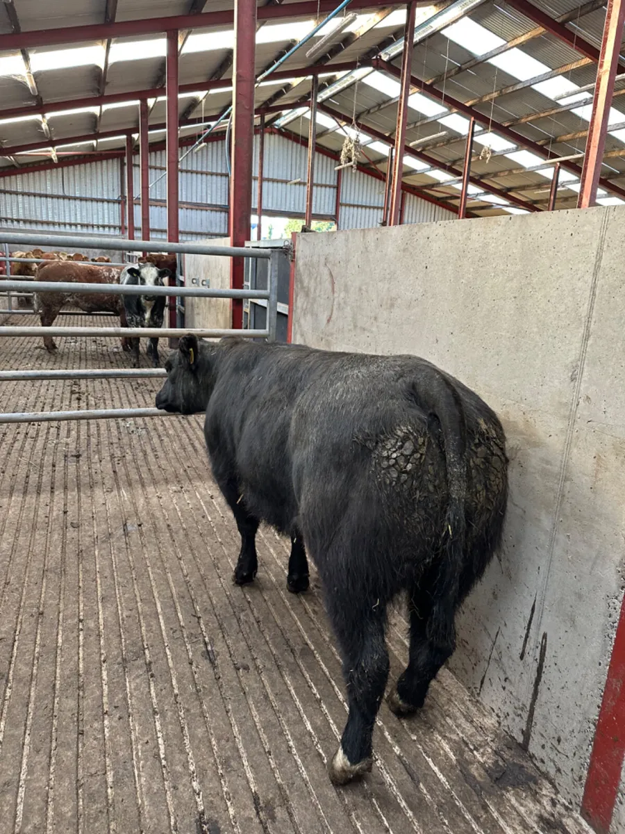 Blue grey show heifer - Image 3