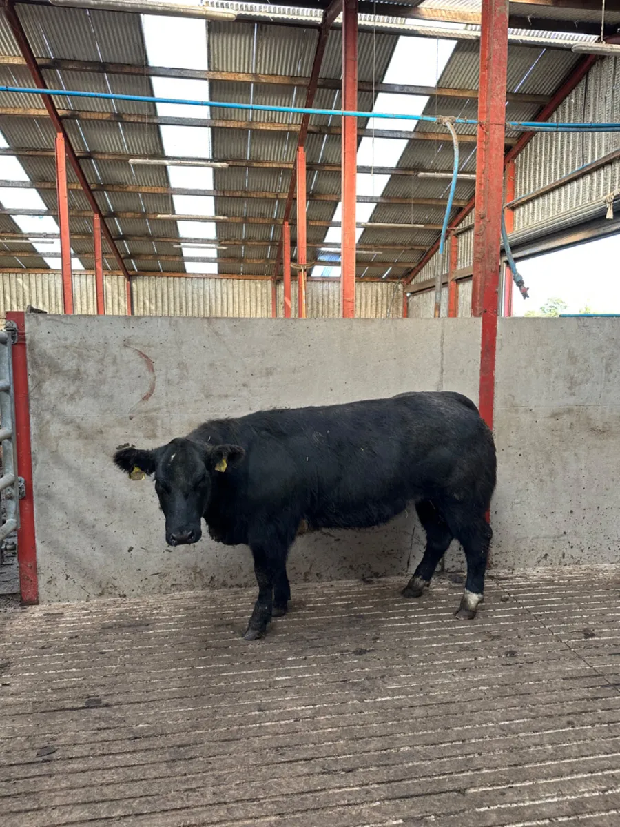 Blue grey show heifer - Image 1