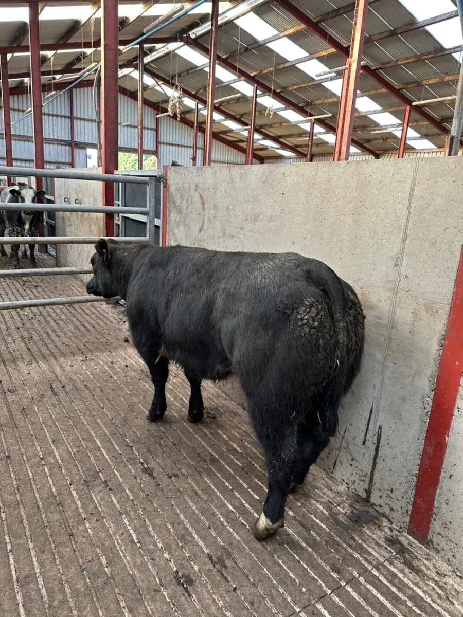 Blue grey show heifer - Image 2