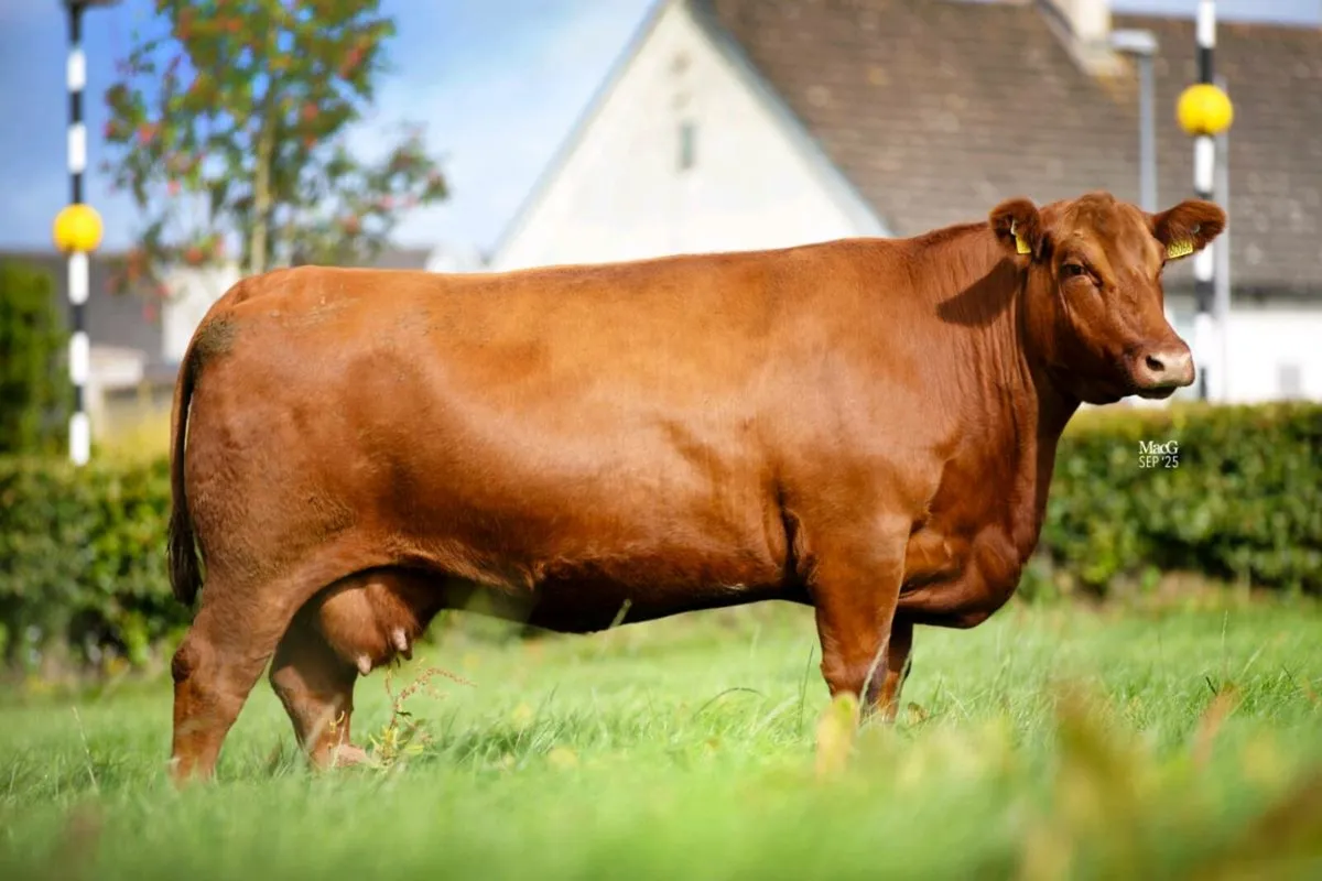Lisduff Red Legacy Sale - Image 1