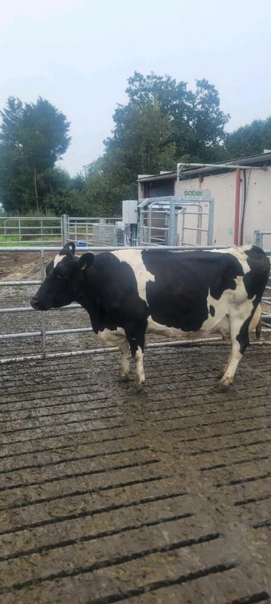Scanned Dairy Cows - Image 1