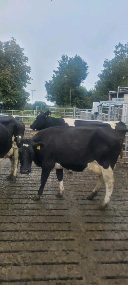 Scanned Dairy Cows - Image 2