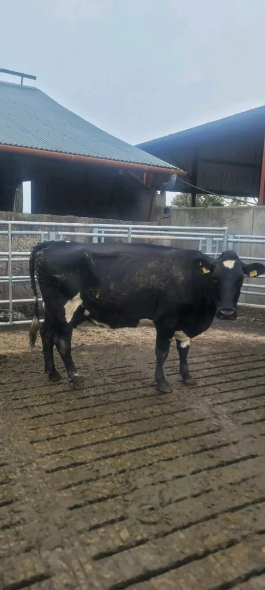 Scanned Dairy Cows - Image 3