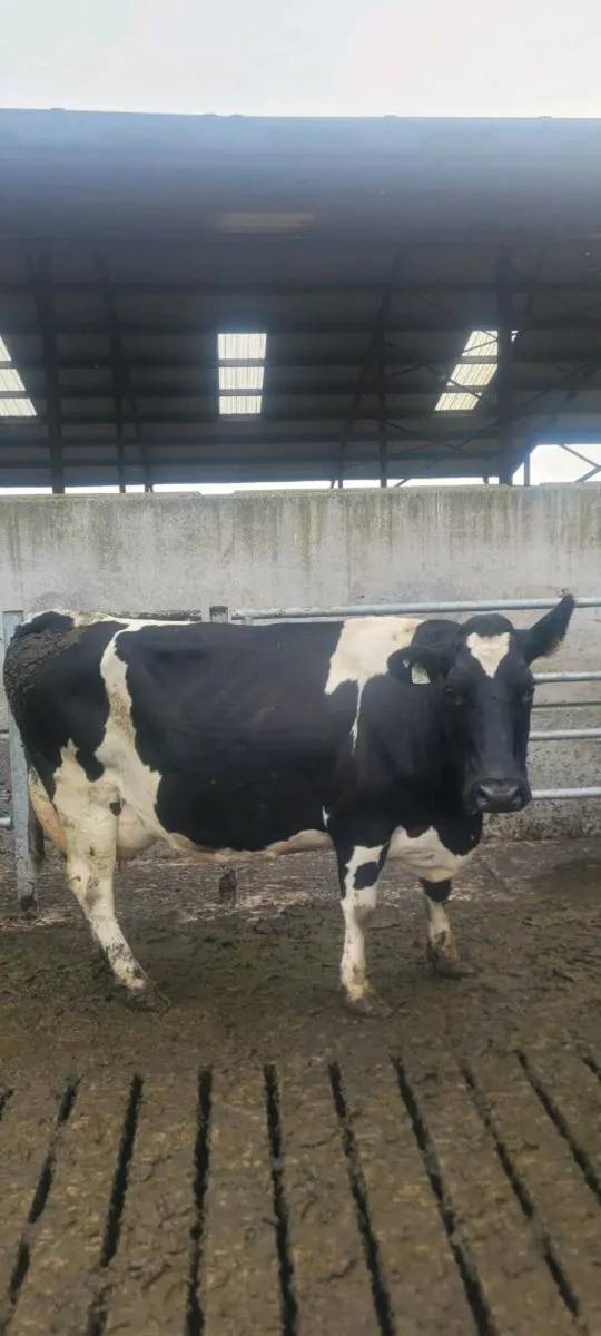 Scanned Dairy Cows - Image 4