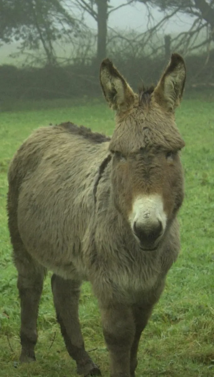 DONKEYS FOR SALE x 2  Male - Image 1