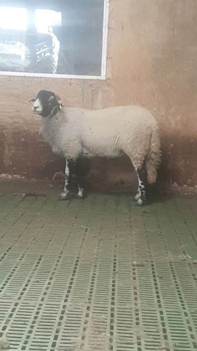 Swaledale rams - Image 3