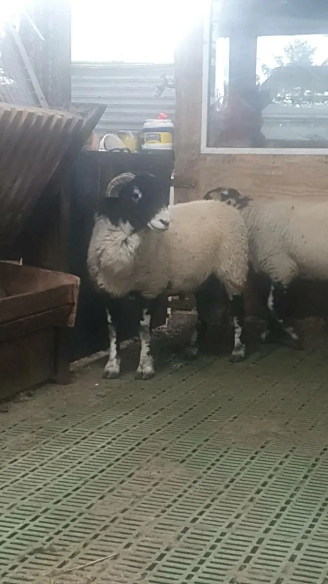 Swaledale rams - Image 2