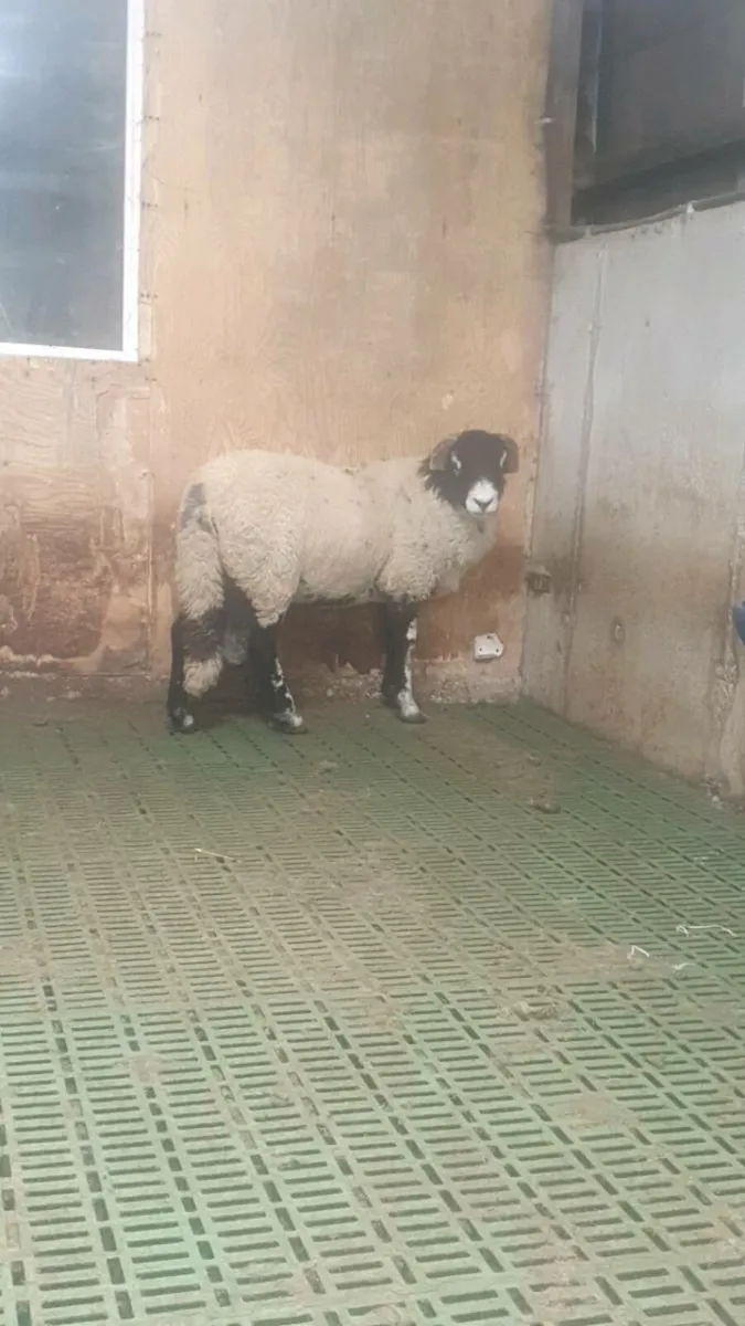 Swaledale rams - Image 4