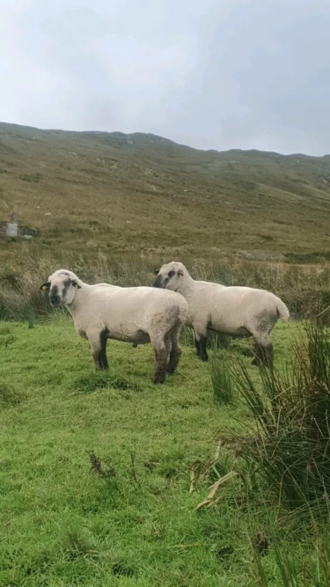 Hampshire rams - Image 2