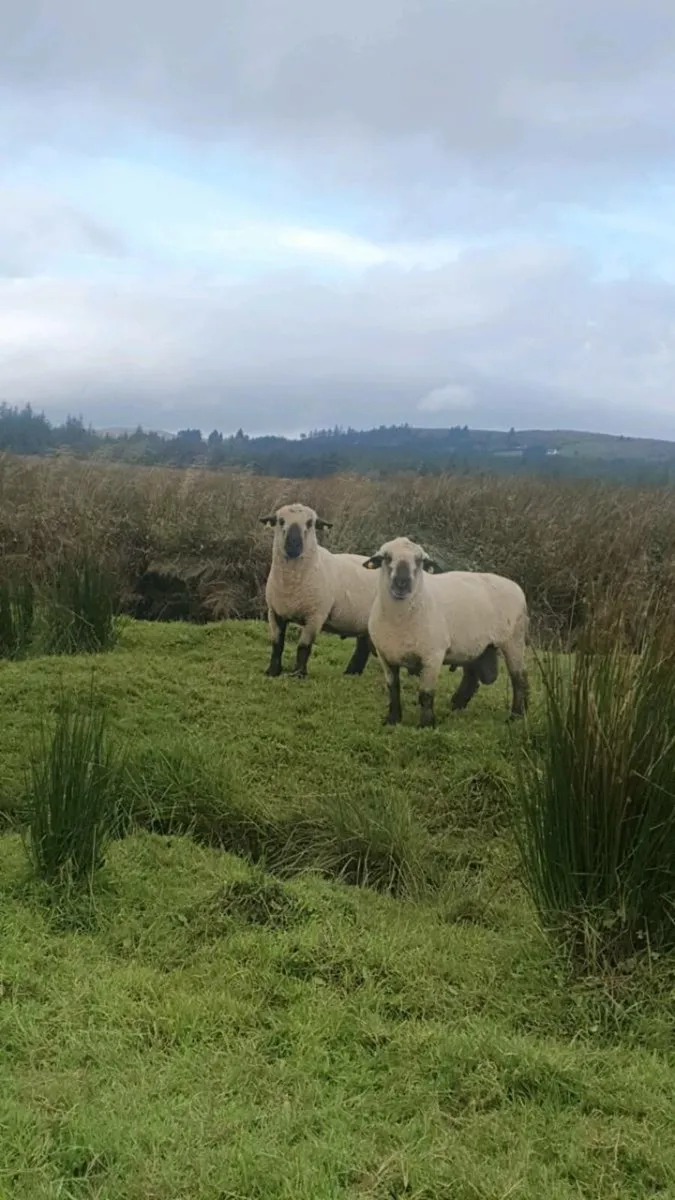 Hampshire rams - Image 1