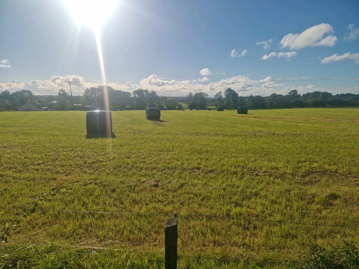 120 bales of silage - Image 3