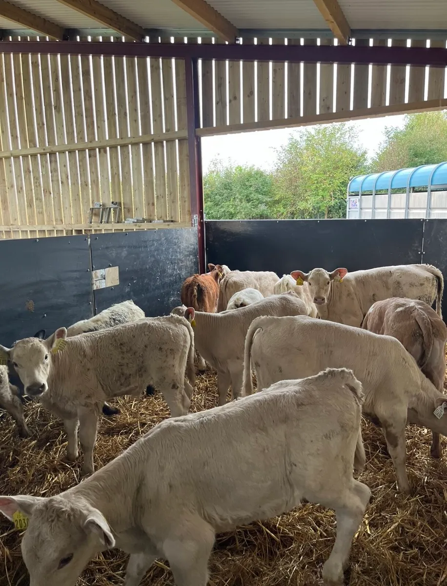 12 top quality continental calves for sale - Image 1