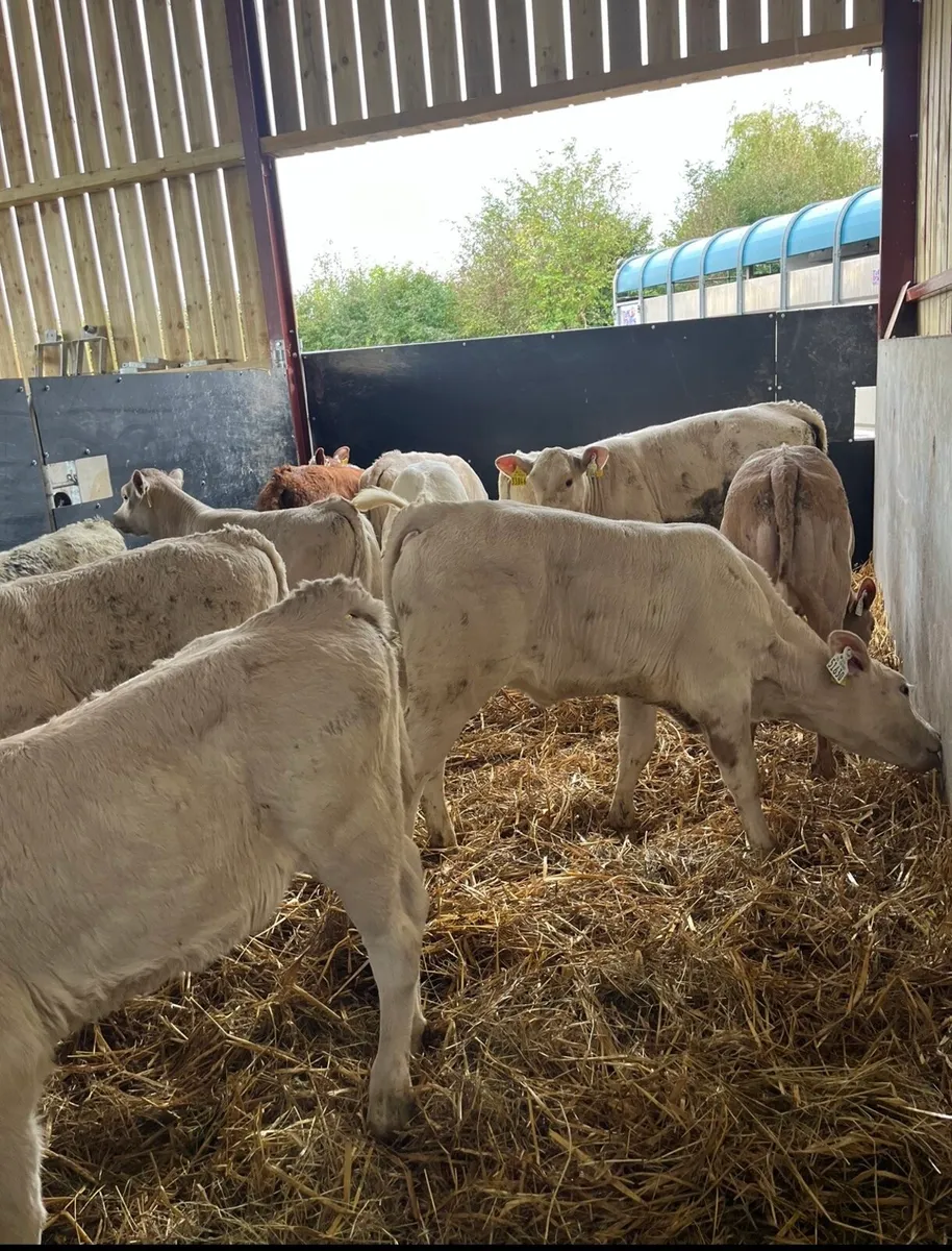12 top quality continental calves for sale - Image 3
