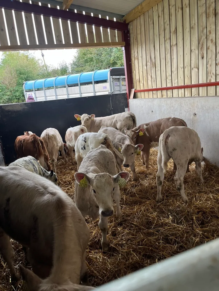12 top quality continental calves for sale - Image 4