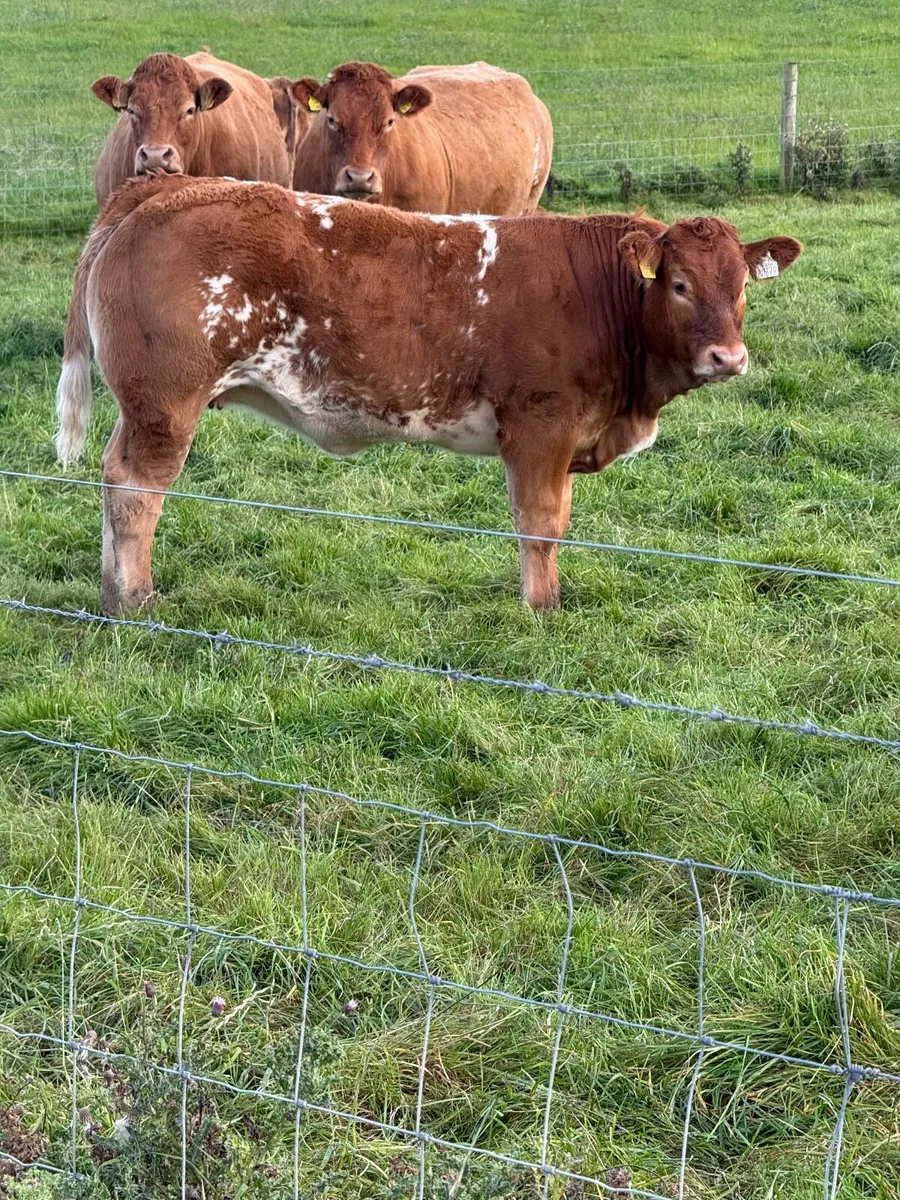 Cattle - Image 2