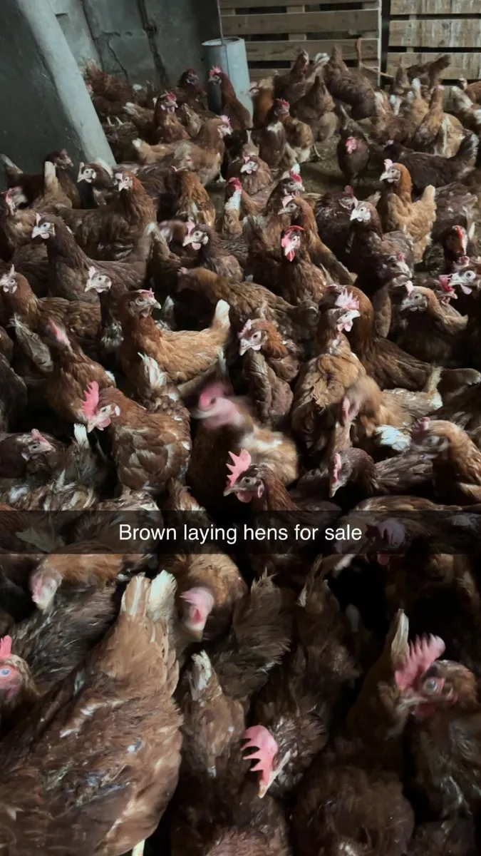 Brown laying hens