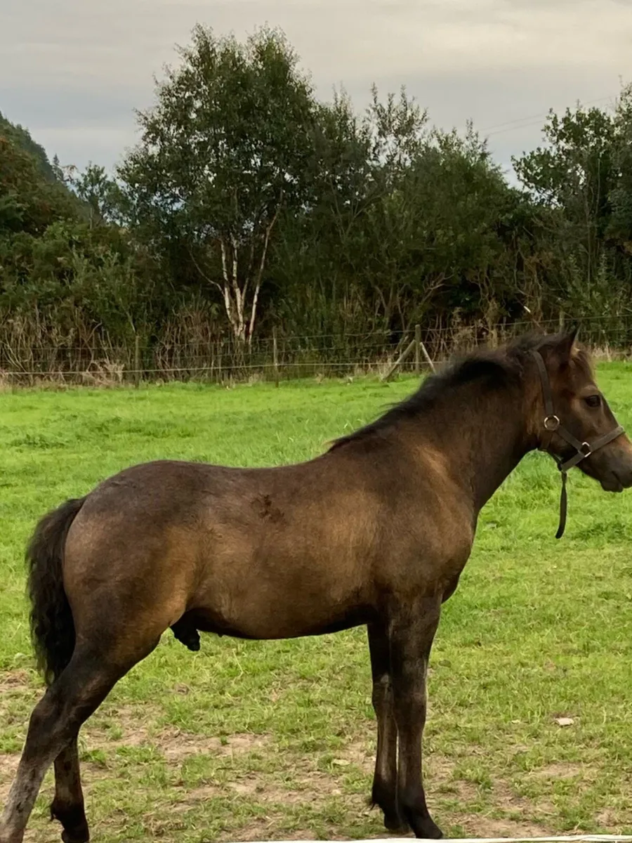 Welsh foal - Image 1