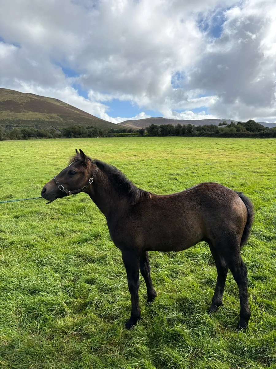 Welsh foal - Image 2