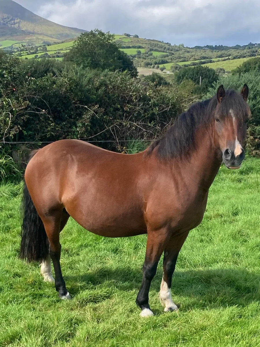 Welsh foal - Image 4