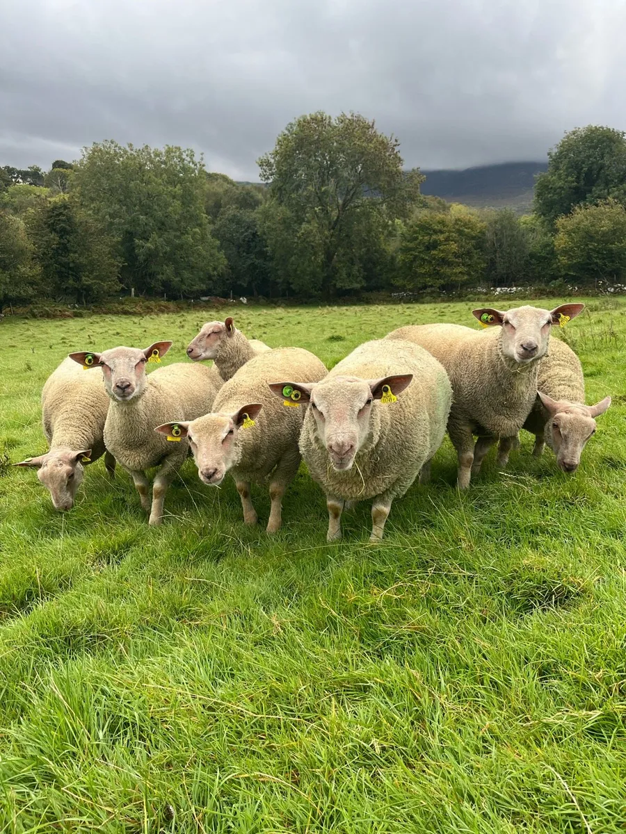 Sheep - Image 1