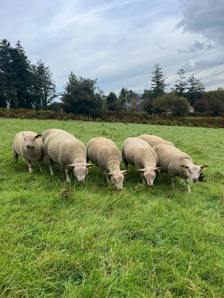 Sheep - Image 2