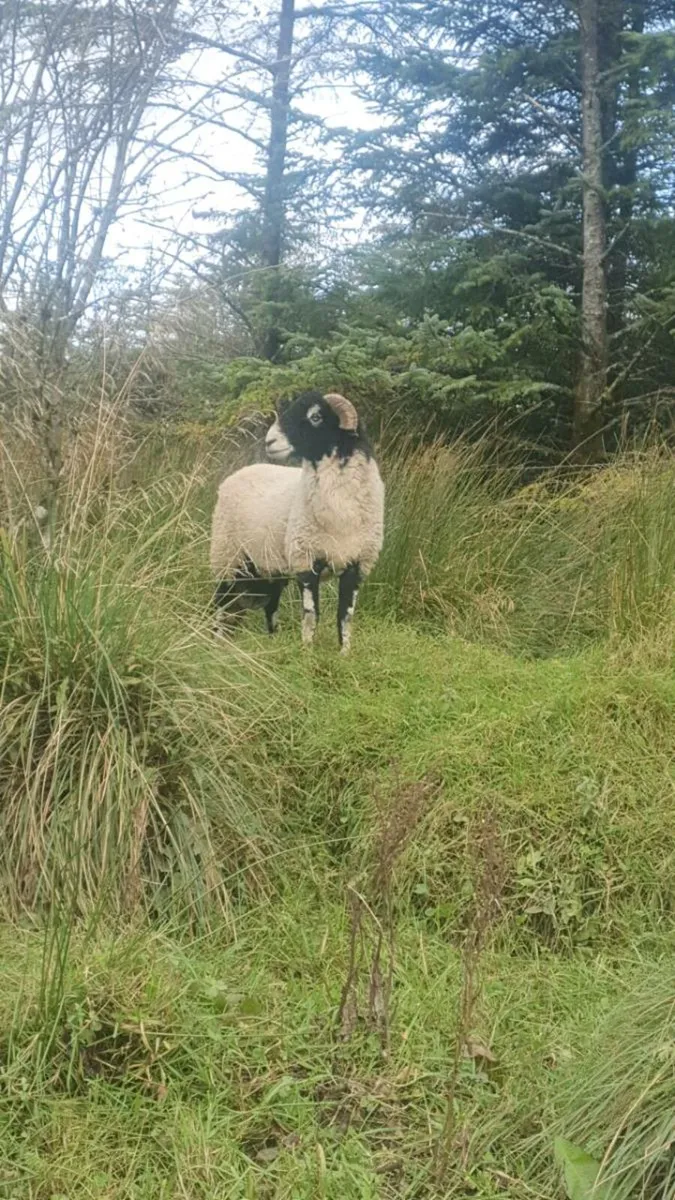 Swaledale rams - Image 1