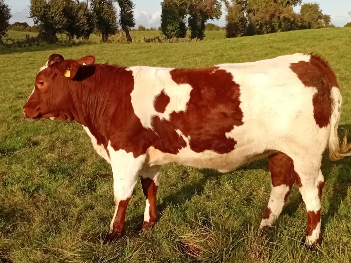 Heifers - Image 1