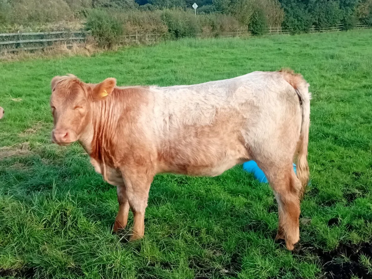 Heifers - Image 2