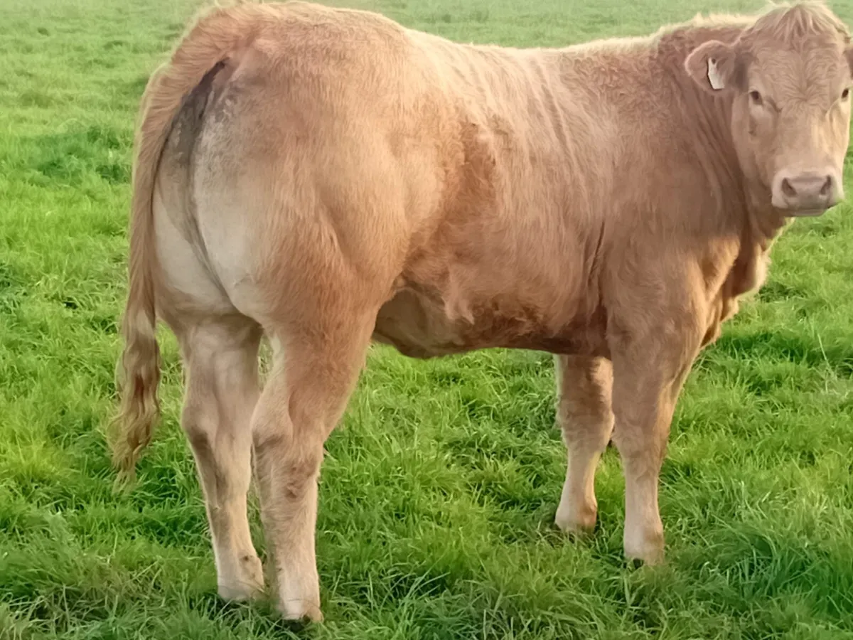 Heifers - Image 3