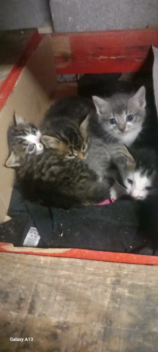 4 beautiful kittens - Image 1