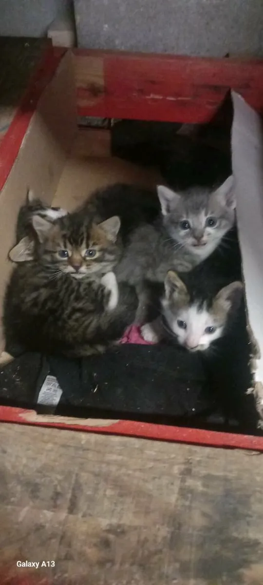 4 beautiful kittens - Image 2