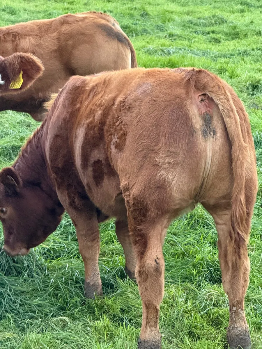 Cattle - Image 3