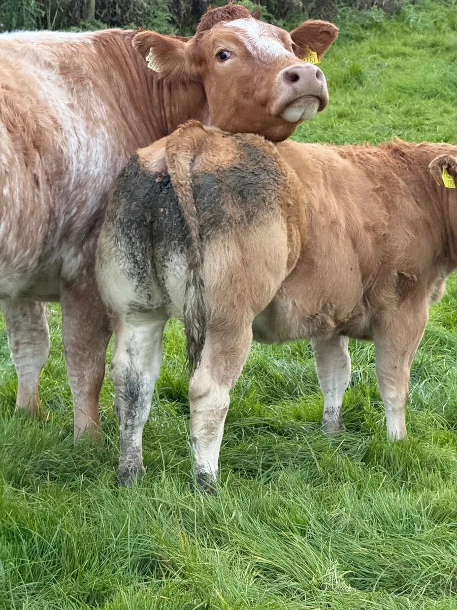 Cattle - Image 4