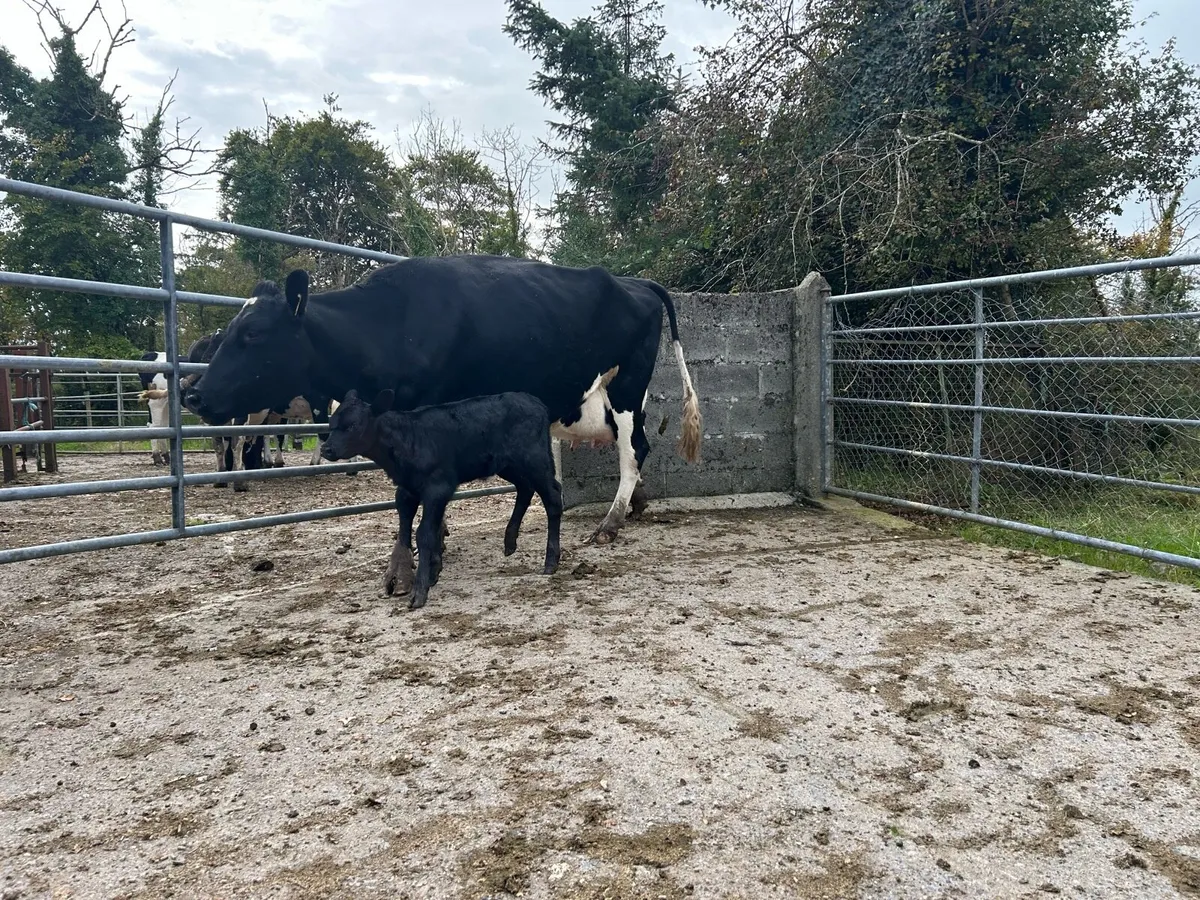 Freshly calved cow - Image 2