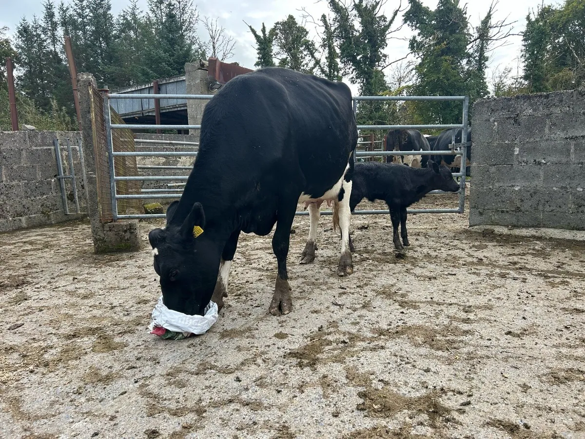 Freshly calved cow - Image 3