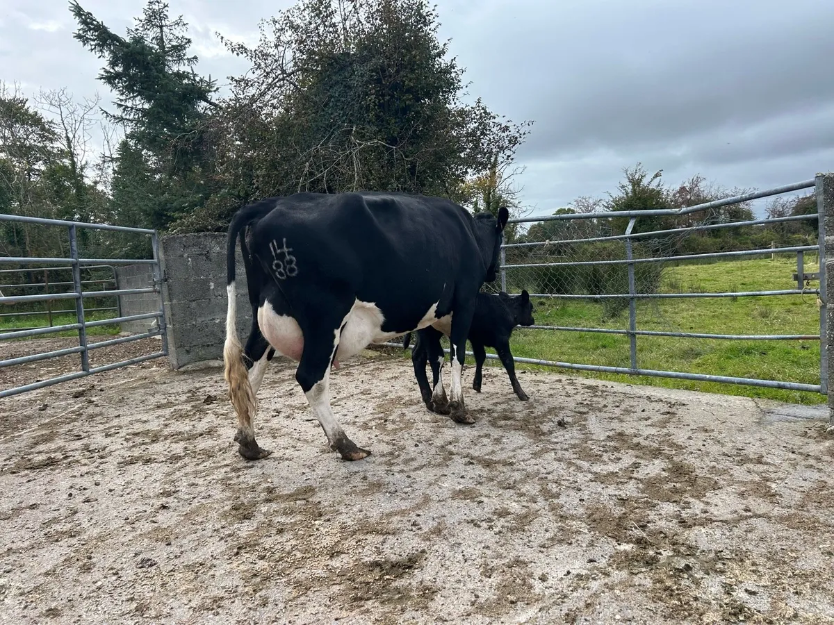 Freshly calved cow - Image 4