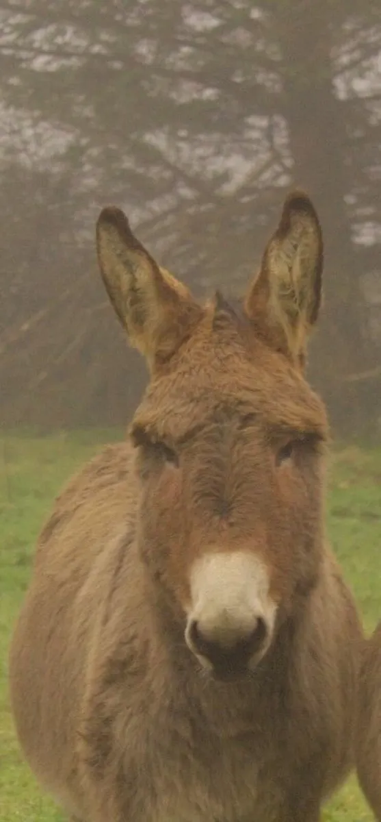 DONKEYS FOR SALE x 2  Male - Image 4