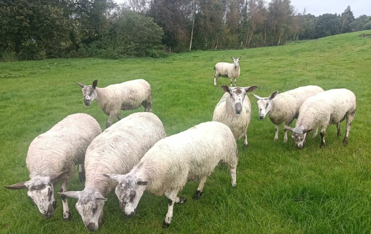 Bluefaced Leicester Ram Lambs - Image 1