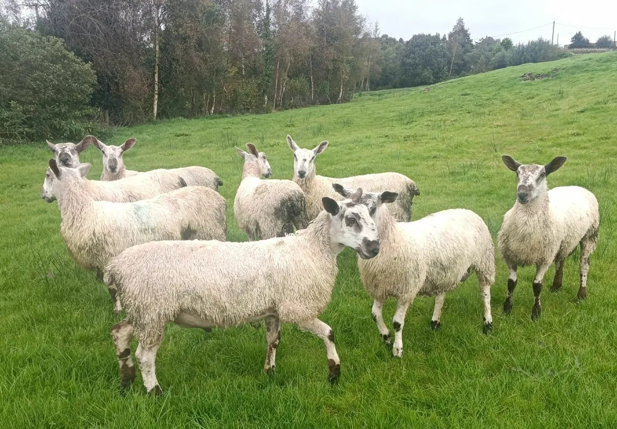 Bluefaced Leicester Ram Lambs - Image 2