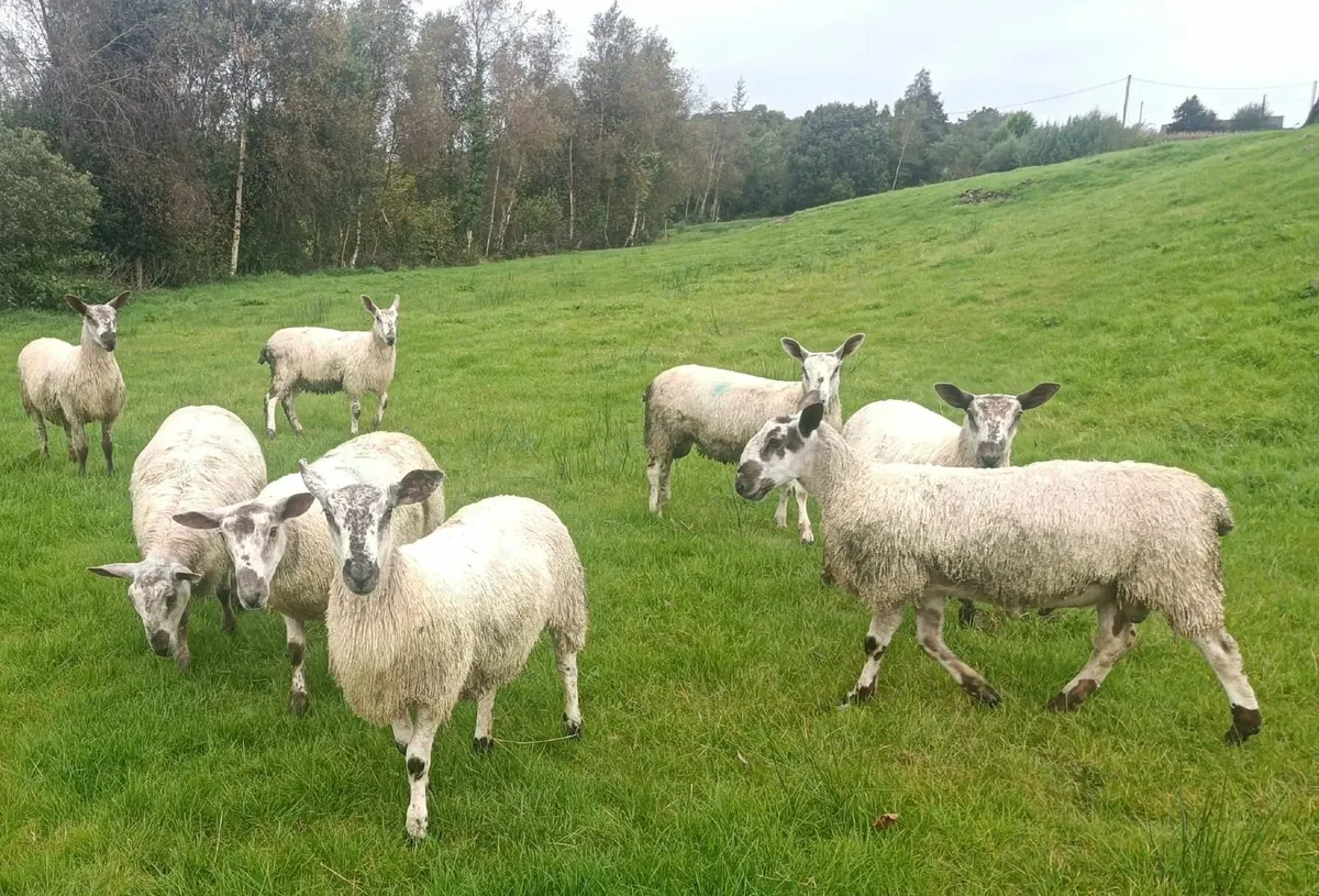 Bluefaced Leicester Ram Lambs - Image 3