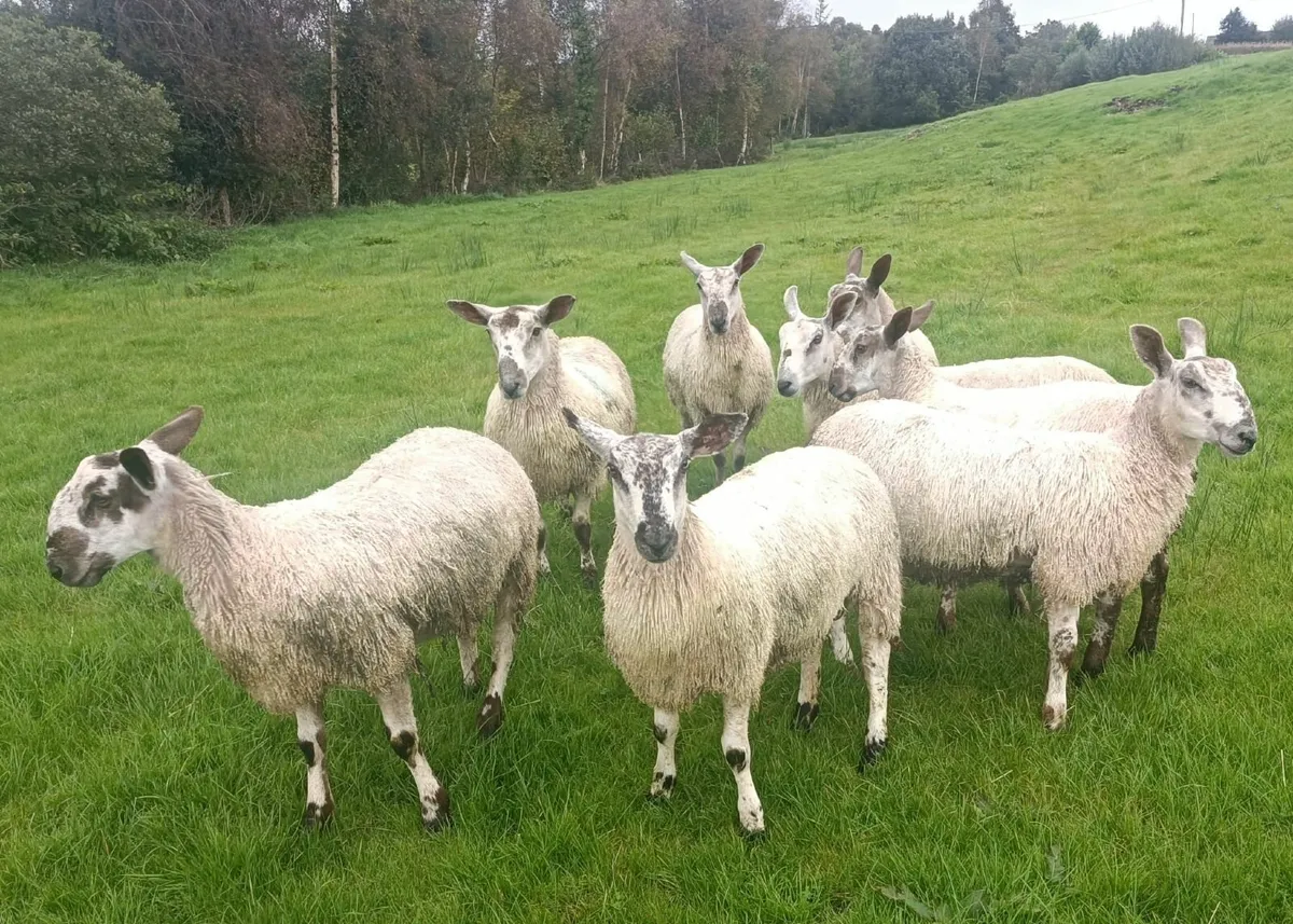 Bluefaced Leicester Ram Lambs - Image 4