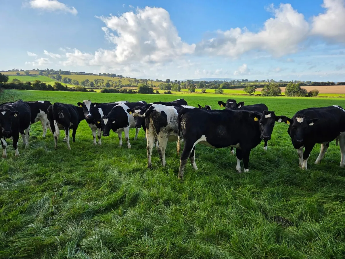 12 high EBI incalf heifers - Image 1