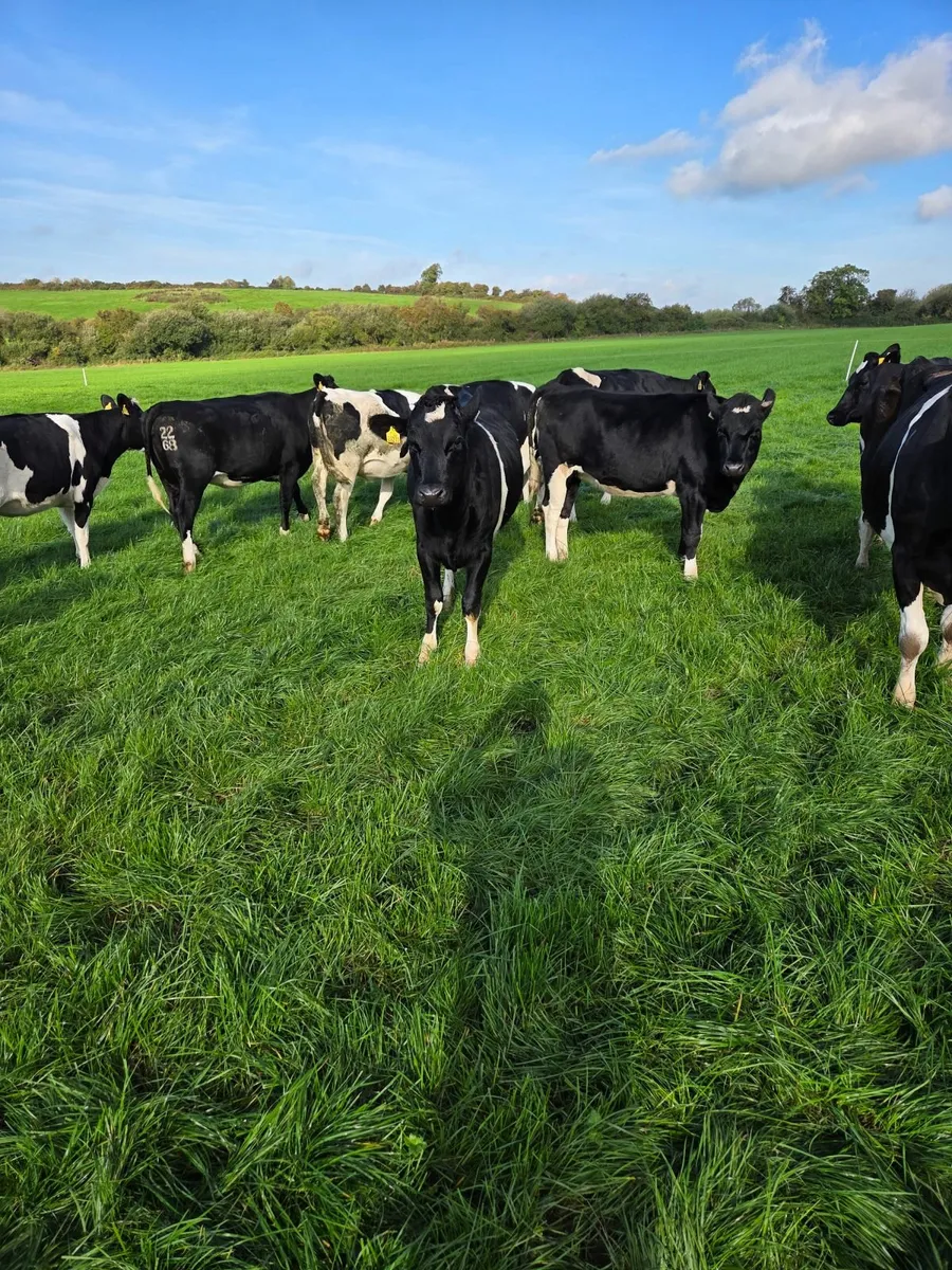 12 high EBI incalf heifers - Image 2