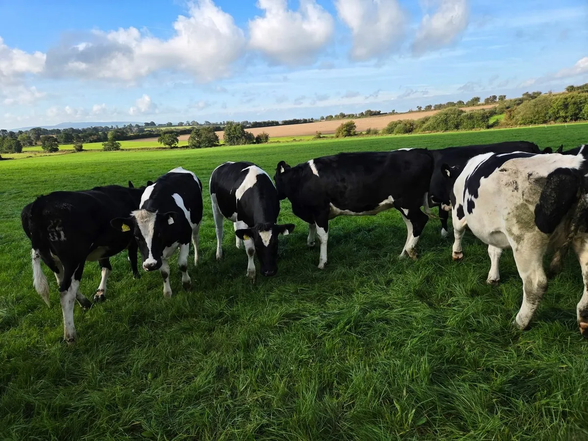 12 high EBI incalf heifers - Image 4