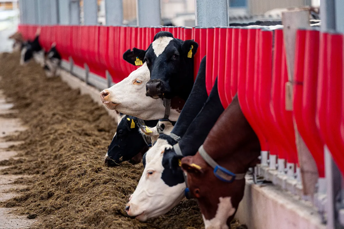 Evolve Feed Rail Barrier Fence - Image 4