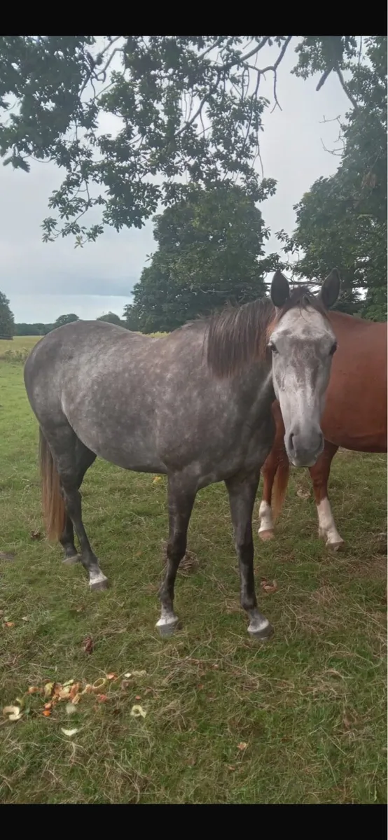 Lovely 15”3 Hh Grey mare