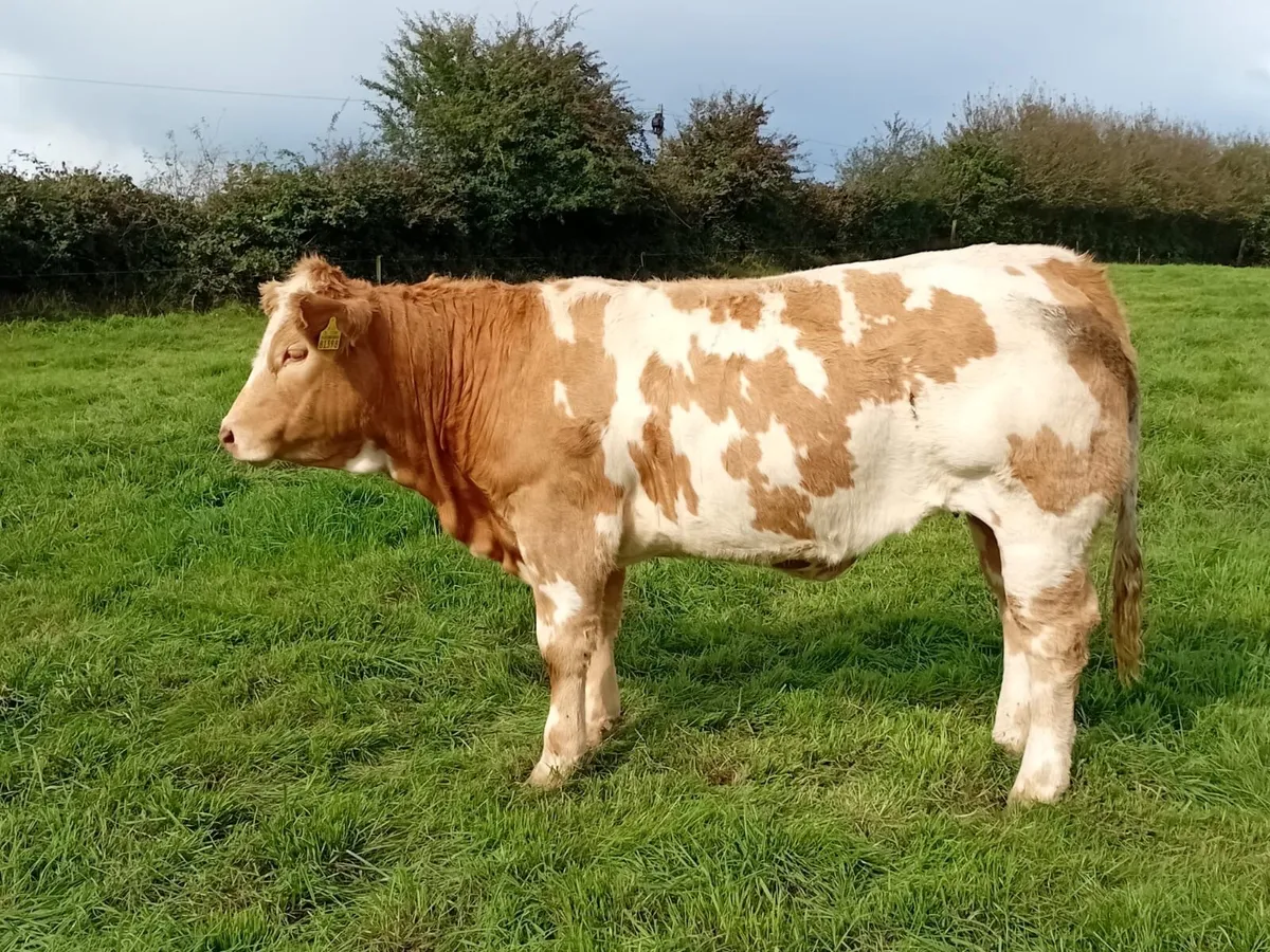 Heifer - Image 3
