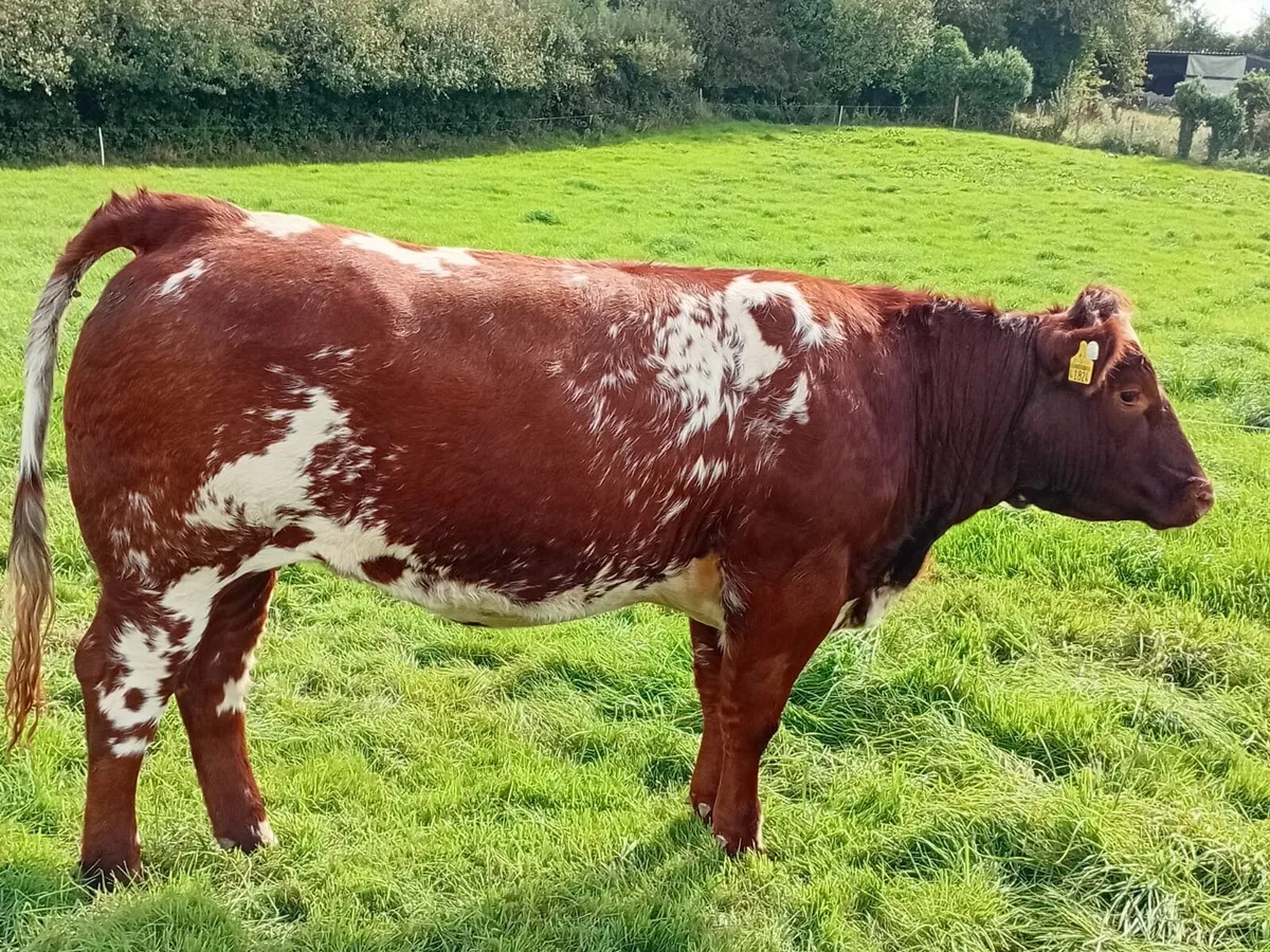 Heifer - Image 1