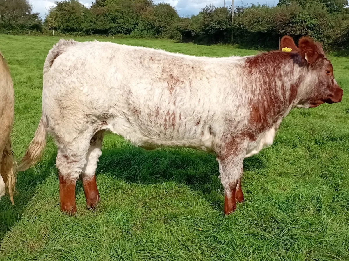 Heifer - Image 2